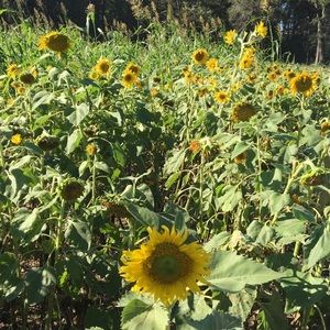 Meet your Posher, Chloe